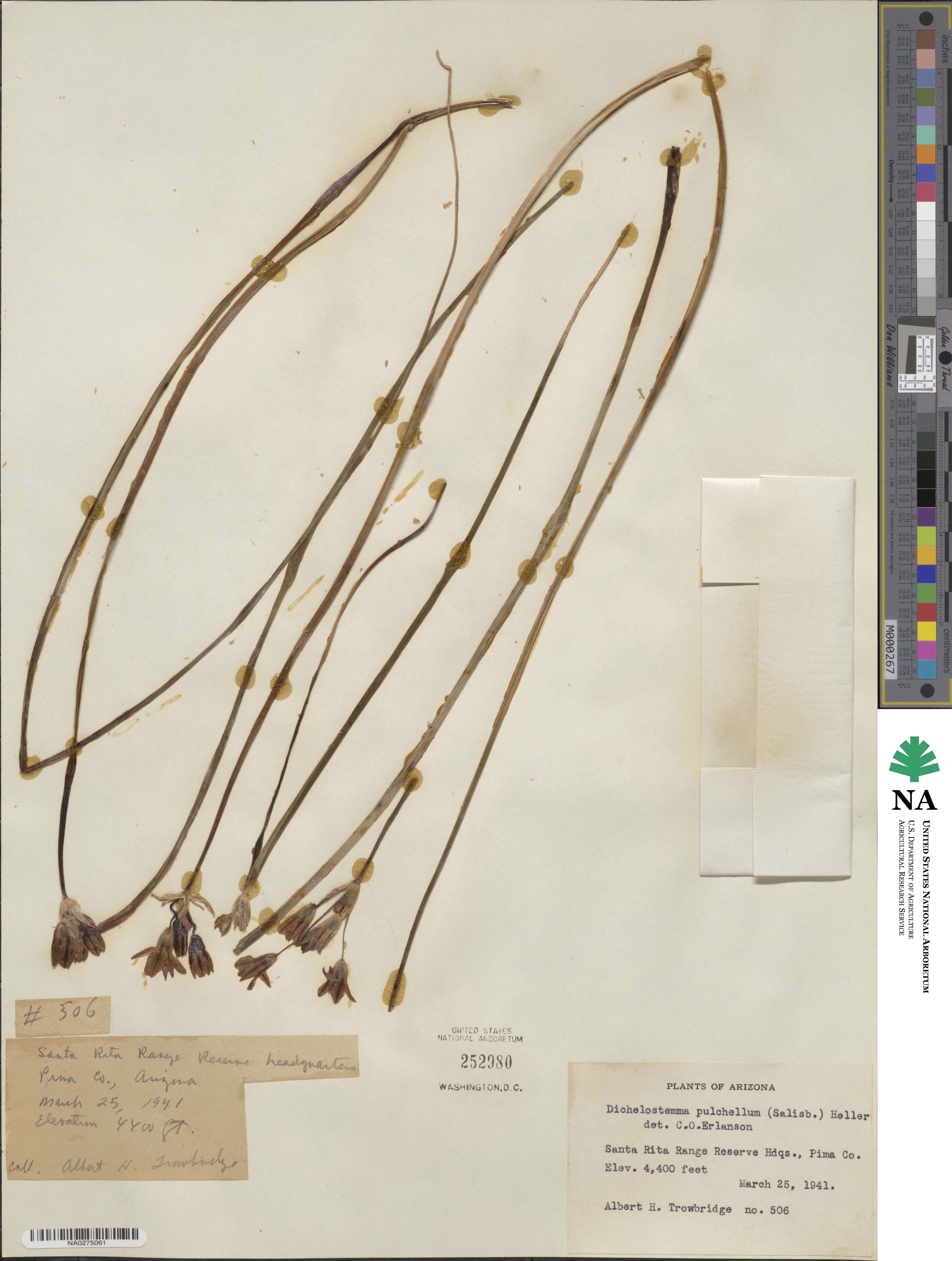 Dichelostemma congestum image