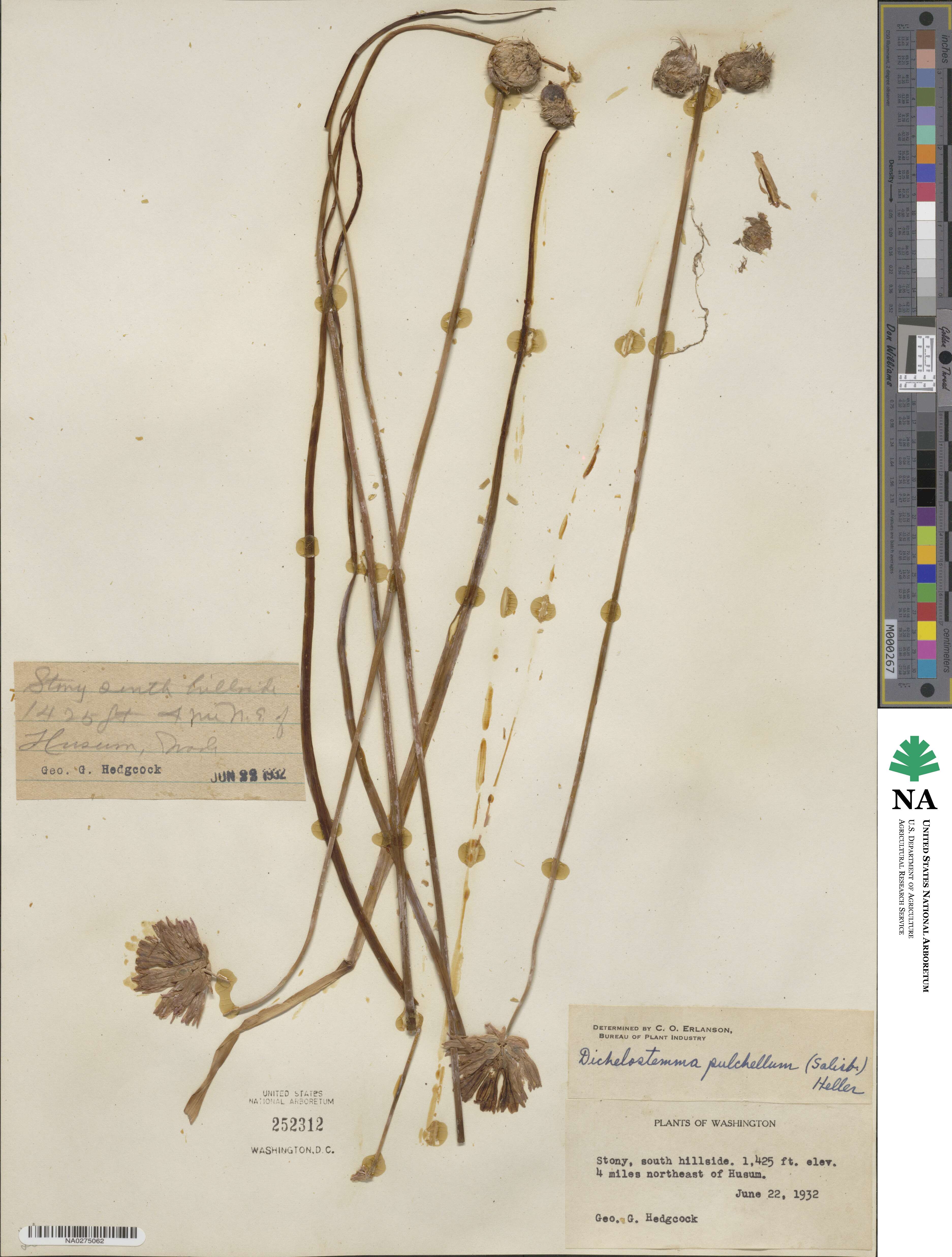 Dichelostemma congestum image