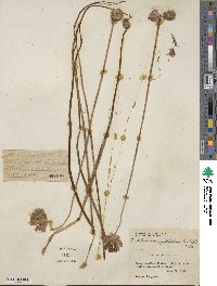 Dichelostemma congestum image