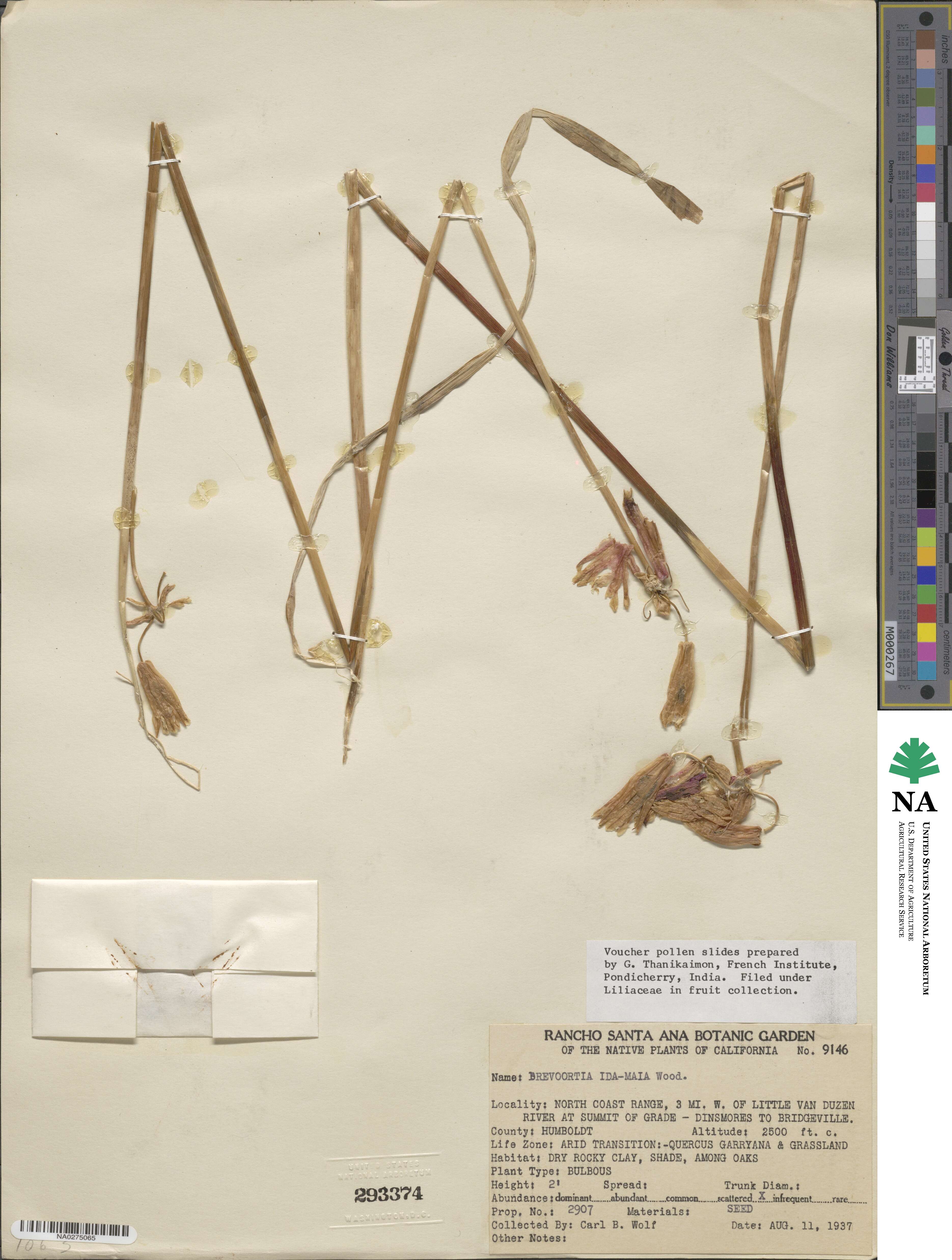 Dichelostemma ida-maia image