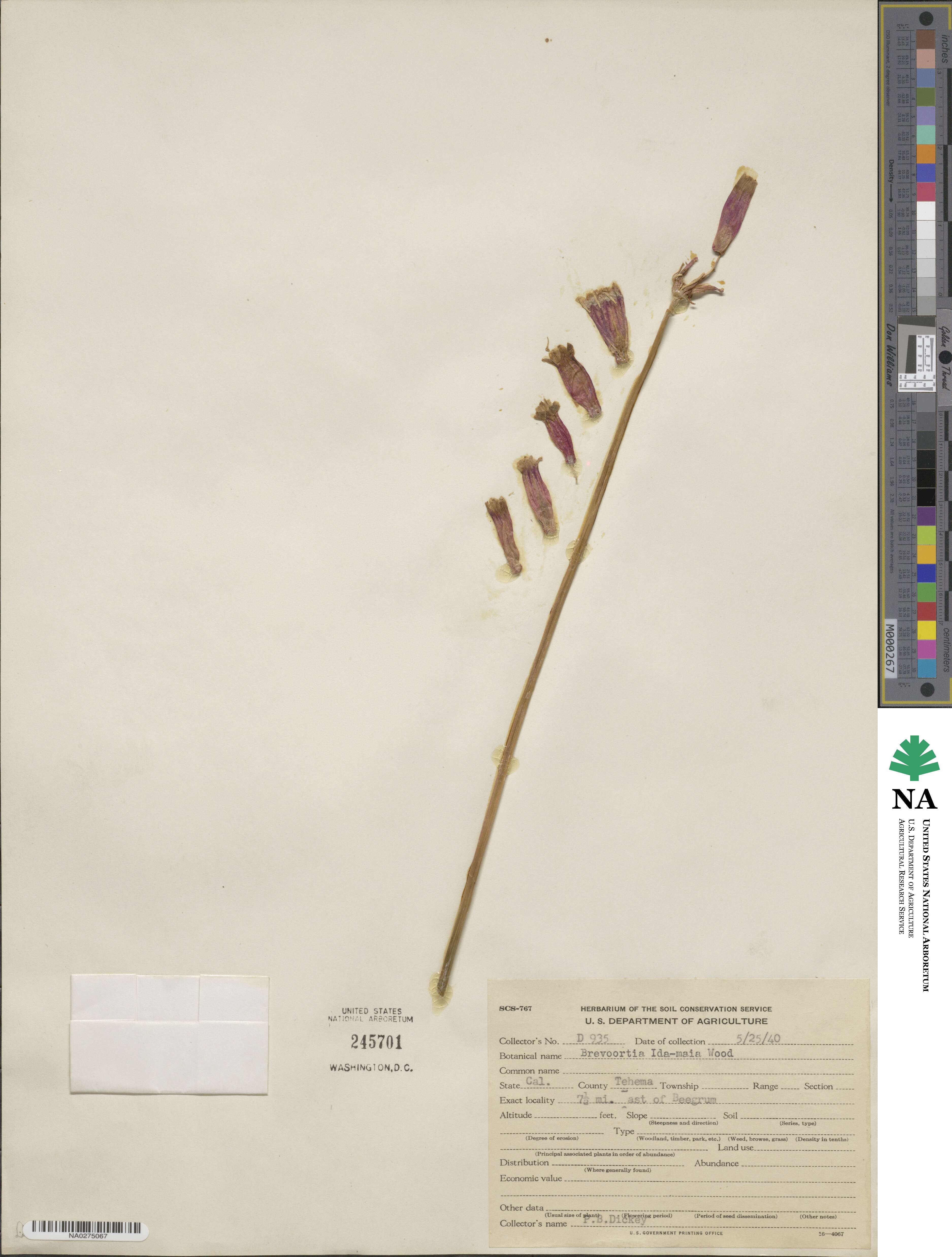 Dichelostemma ida-maia image