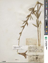 Lilium canadense var. editorum image