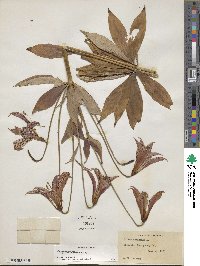 Lilium canadense var. editorum image