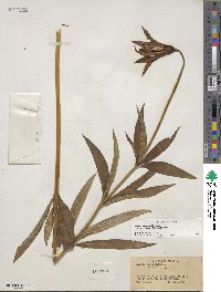 Lilium canadense var. editorum image