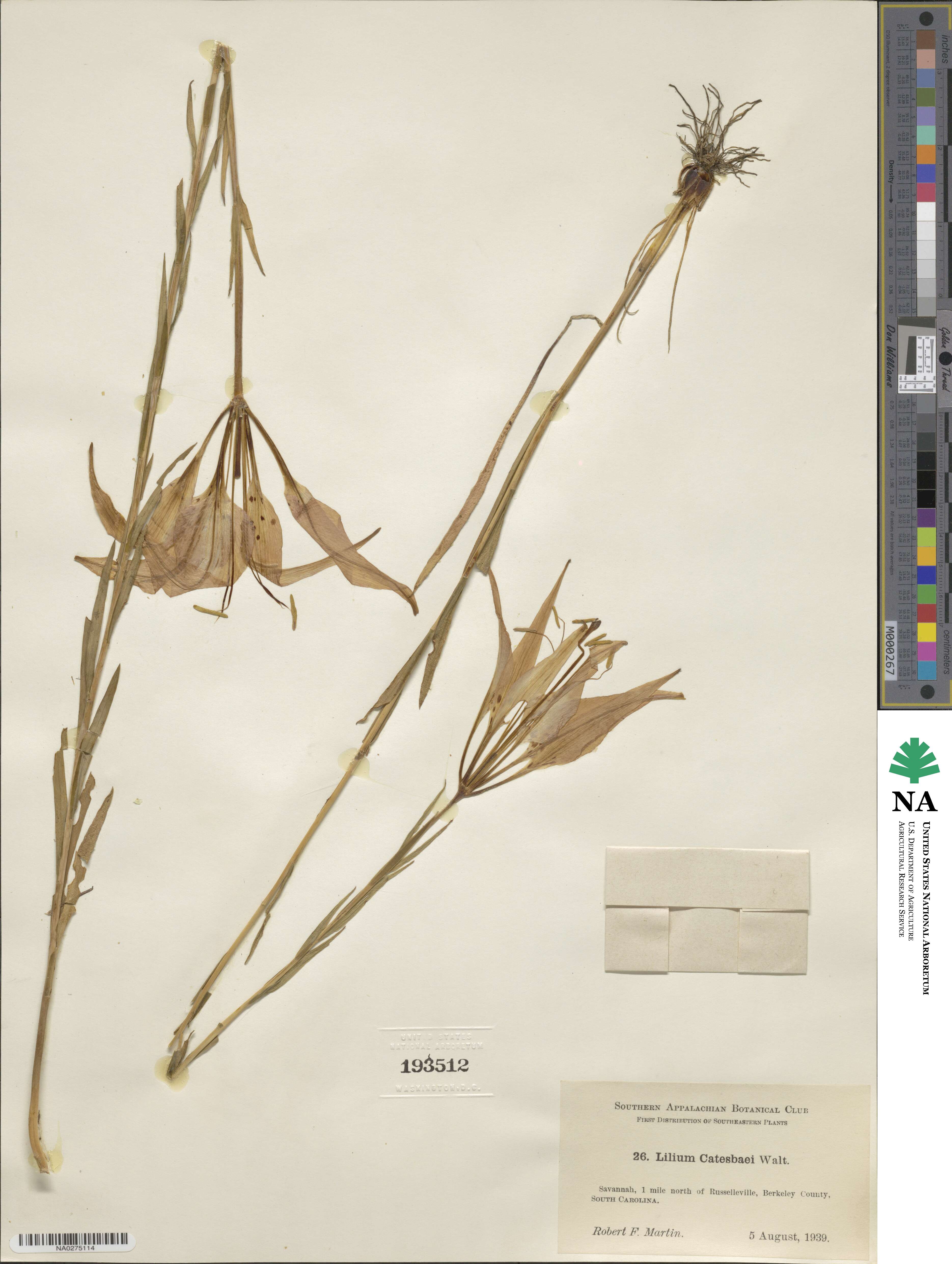 Lilium catesbaei image