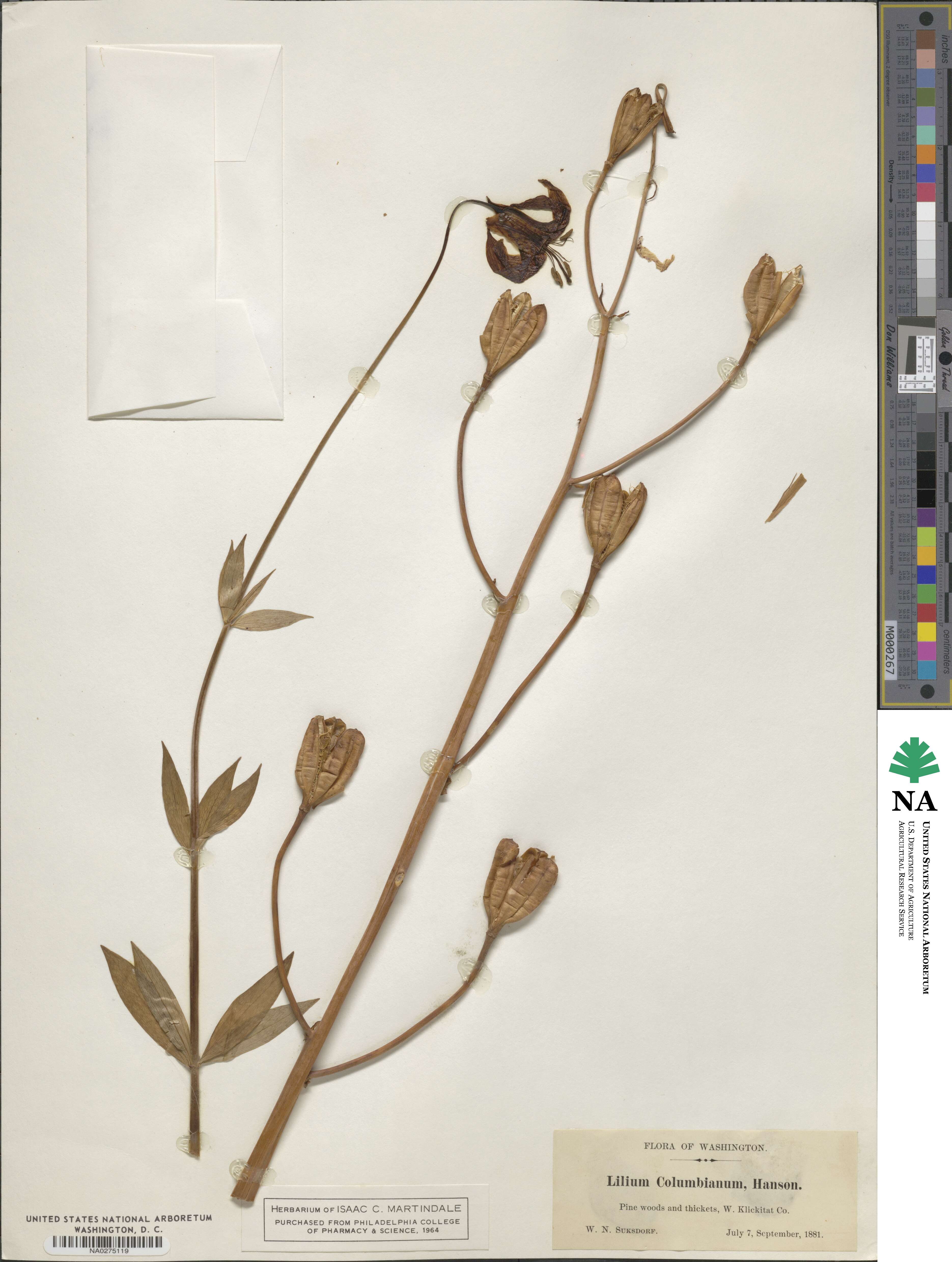 Lilium columbianum image