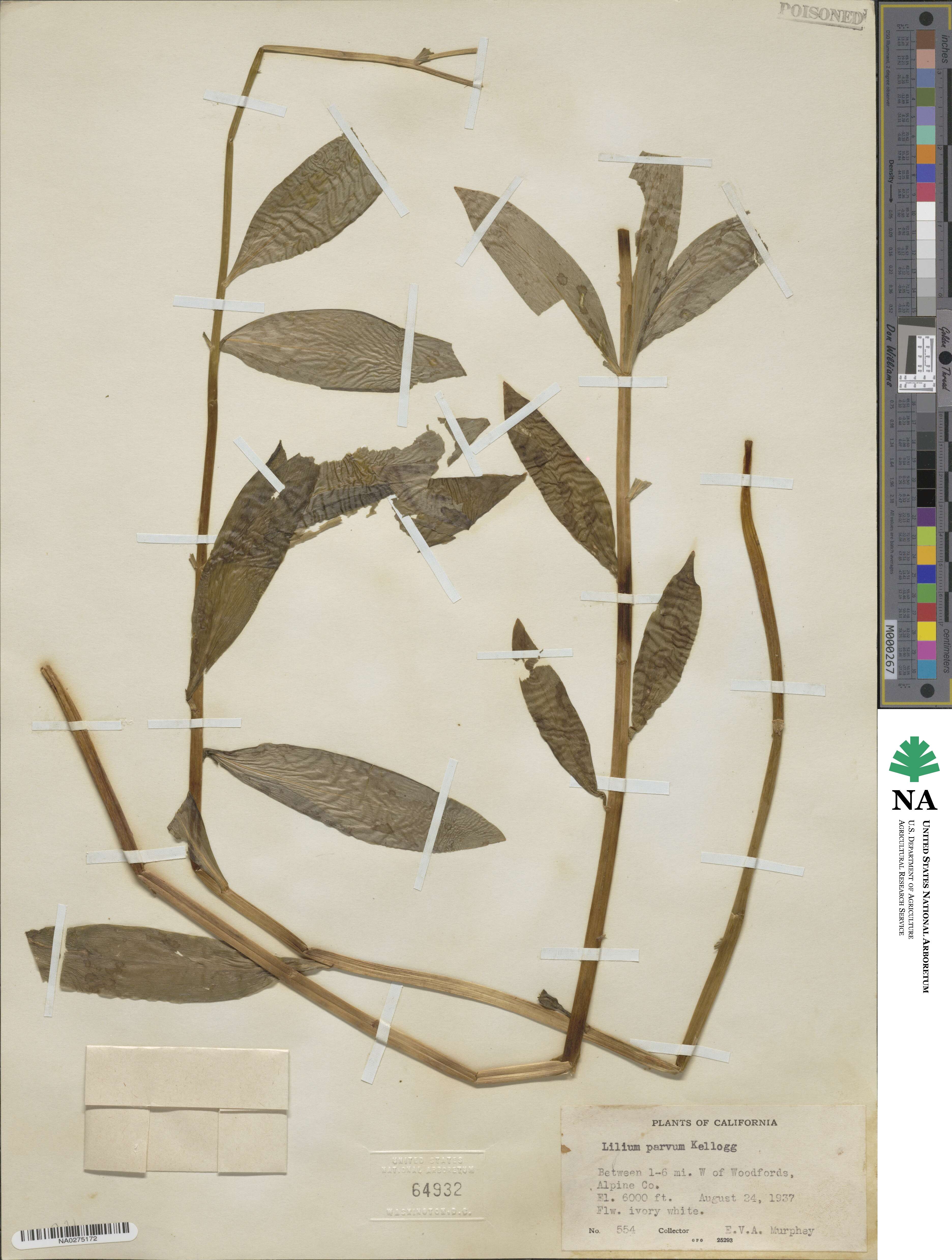 Lilium parvum image