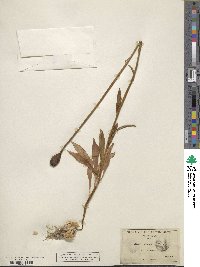 Lilium rubescens image