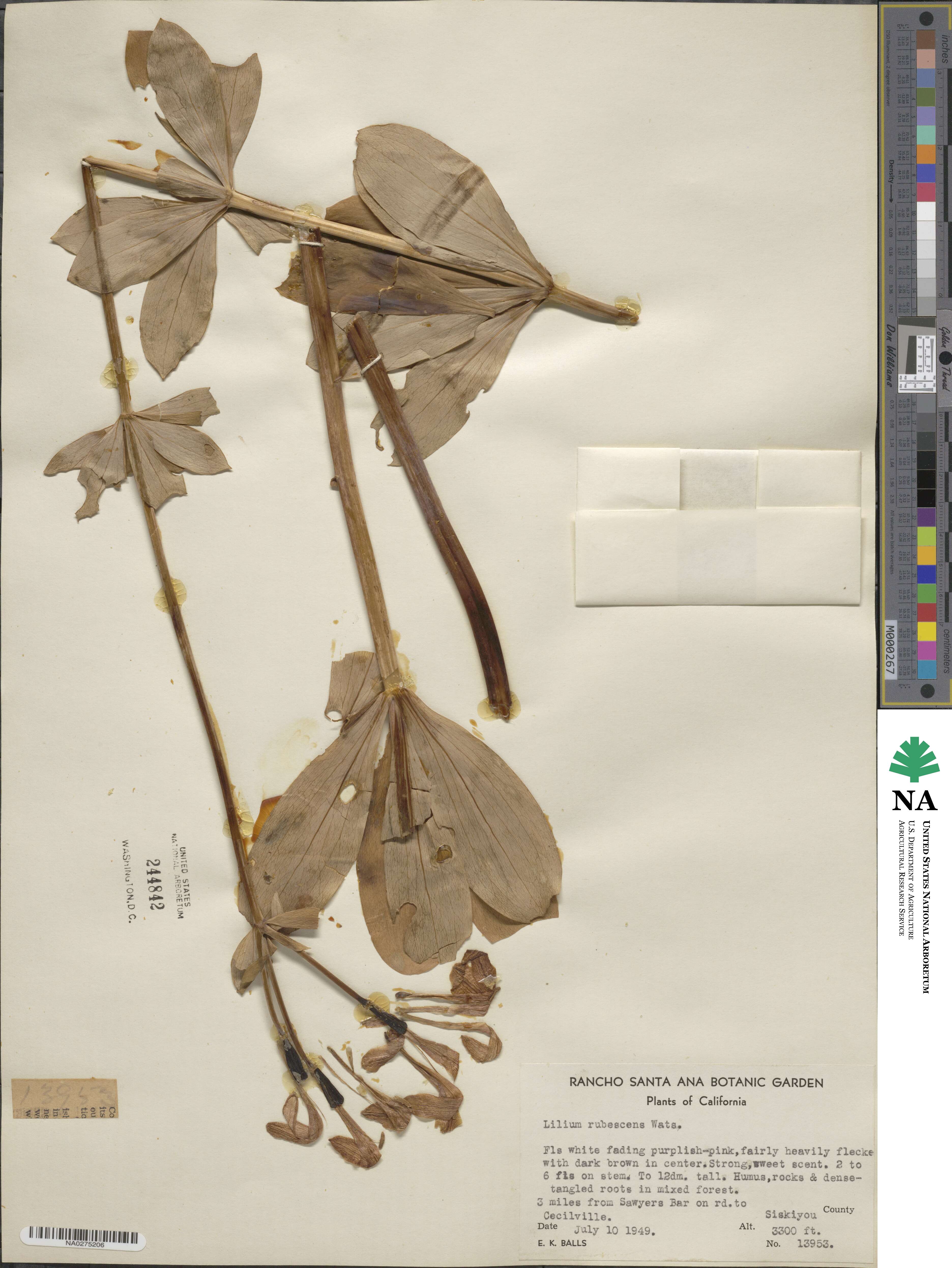 Lilium rubescens image