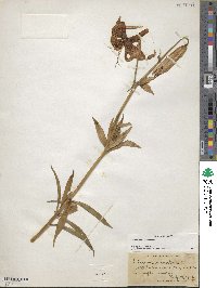 Lilium superbum image