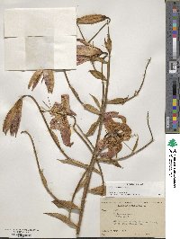Lilium superbum image