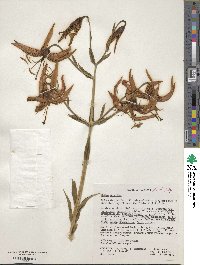 Lilium superbum image