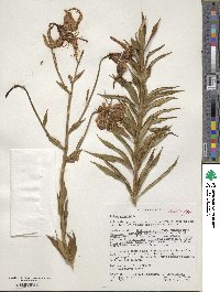 Lilium superbum image