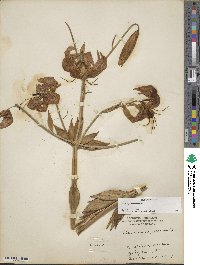 Lilium superbum image