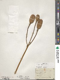 Lilium superbum image