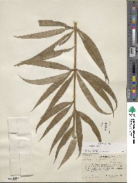 Lilium superbum image