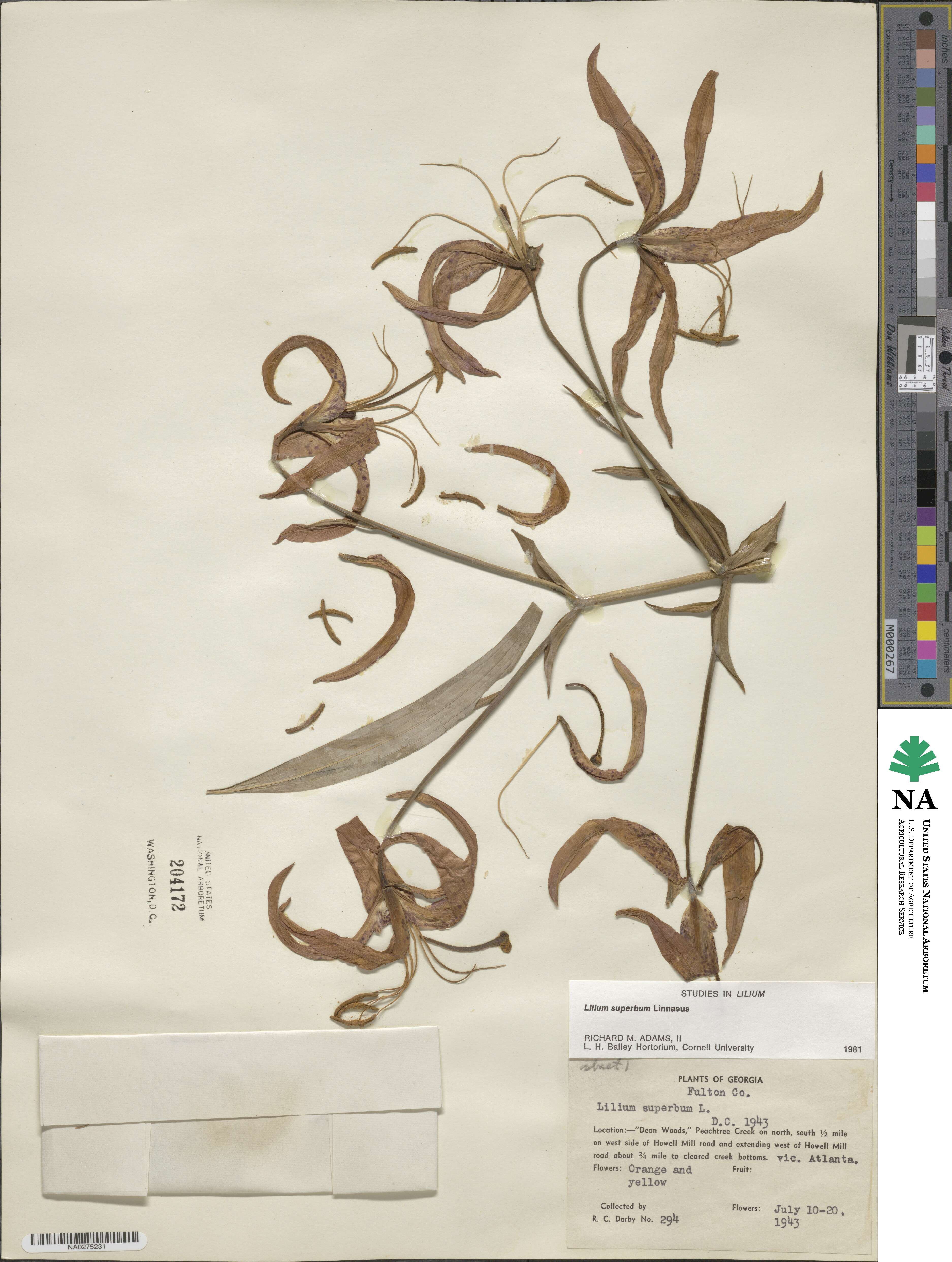 Lilium superbum image