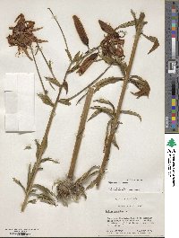 Lilium superbum image