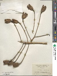 Lilium superbum image