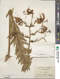 Lilium superbum image