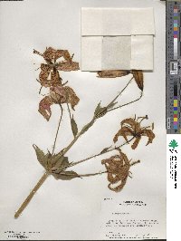 Lilium superbum image