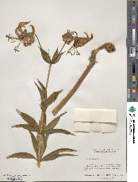 Lilium superbum image