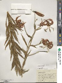 Lilium superbum image