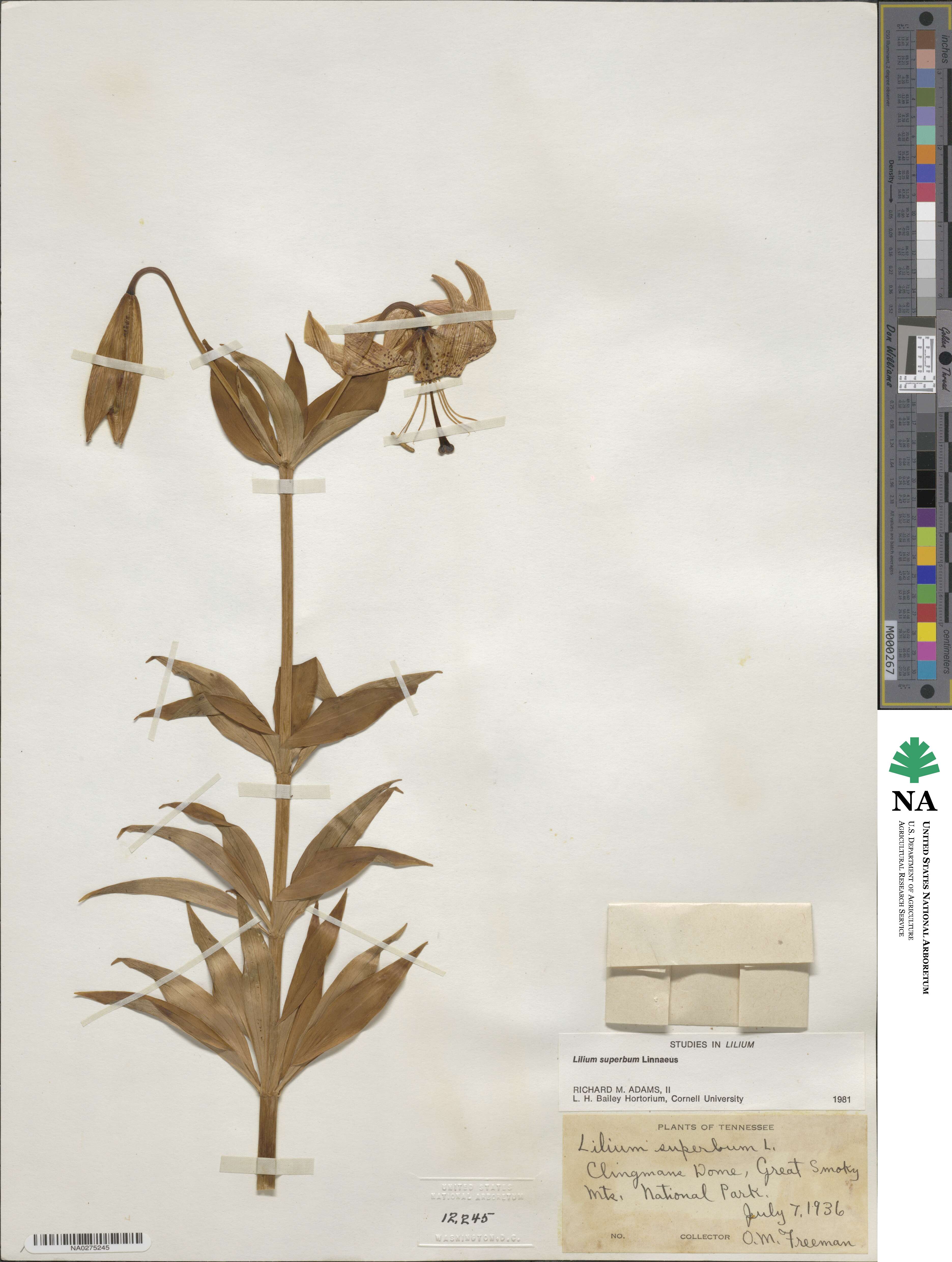 Lilium superbum image