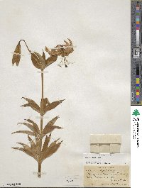 Lilium superbum image