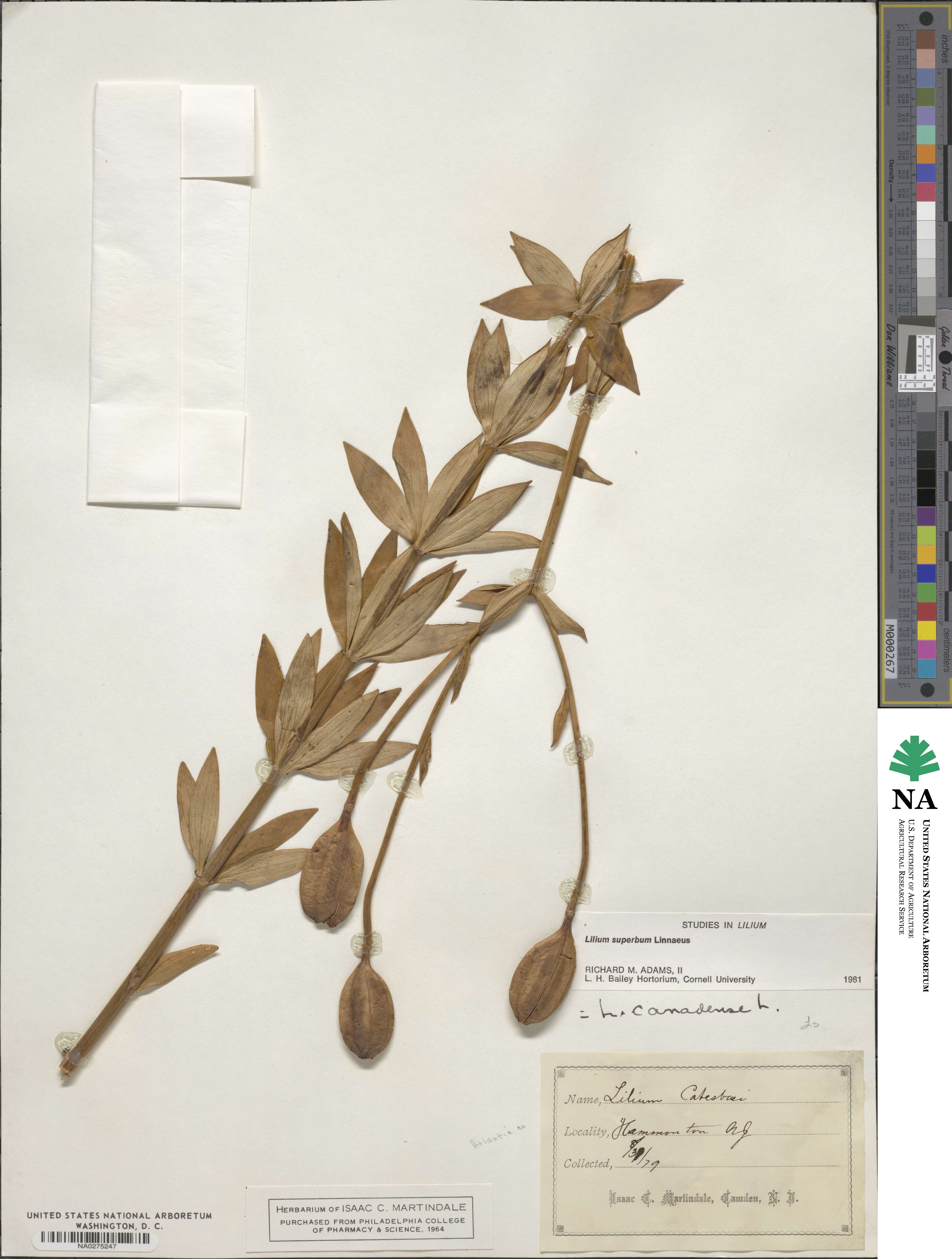 Lilium superbum image