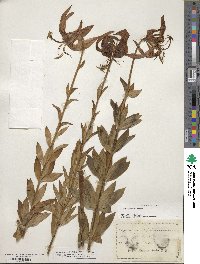 Lilium superbum image