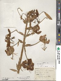 Lilium superbum image