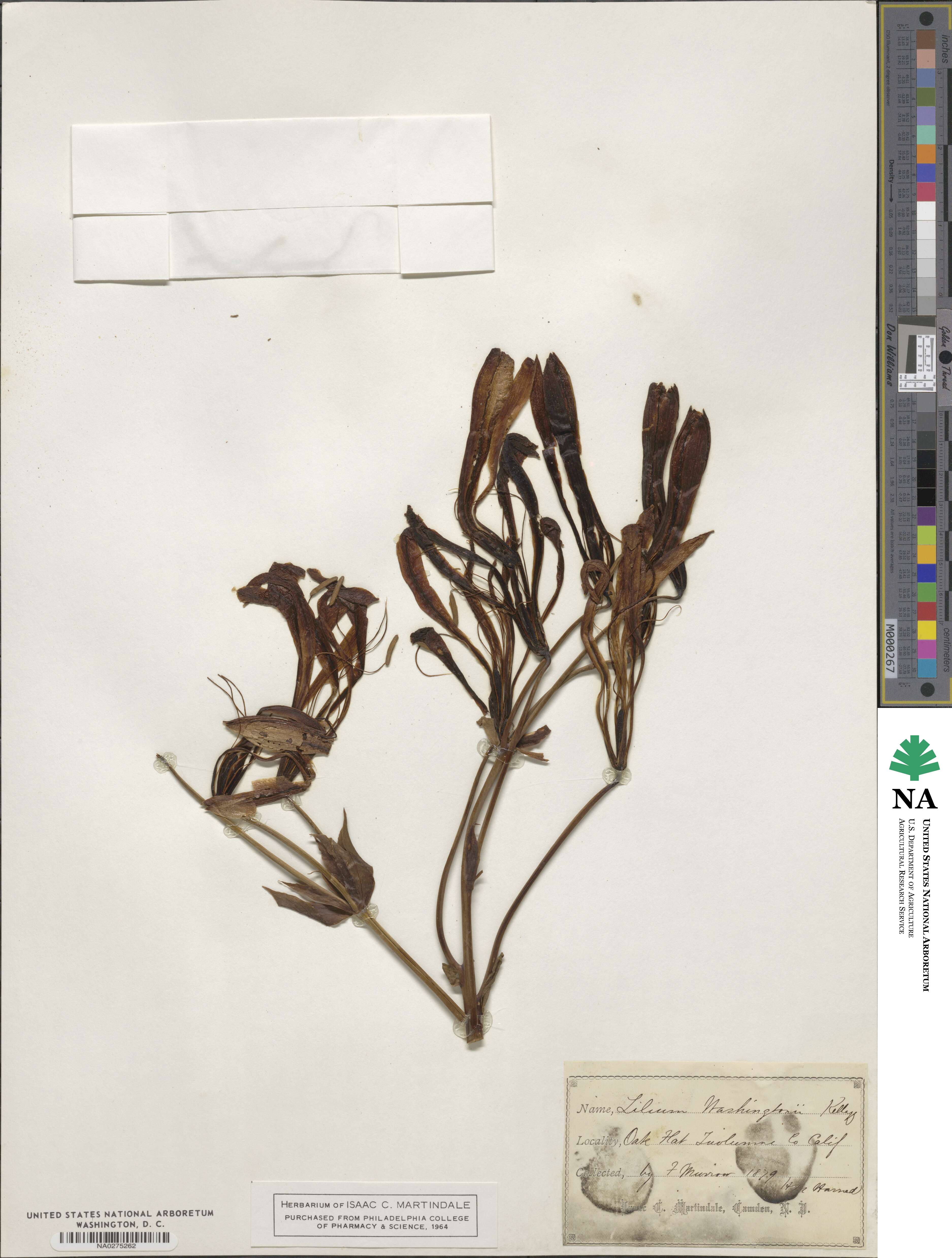 Lilium washingtonianum image