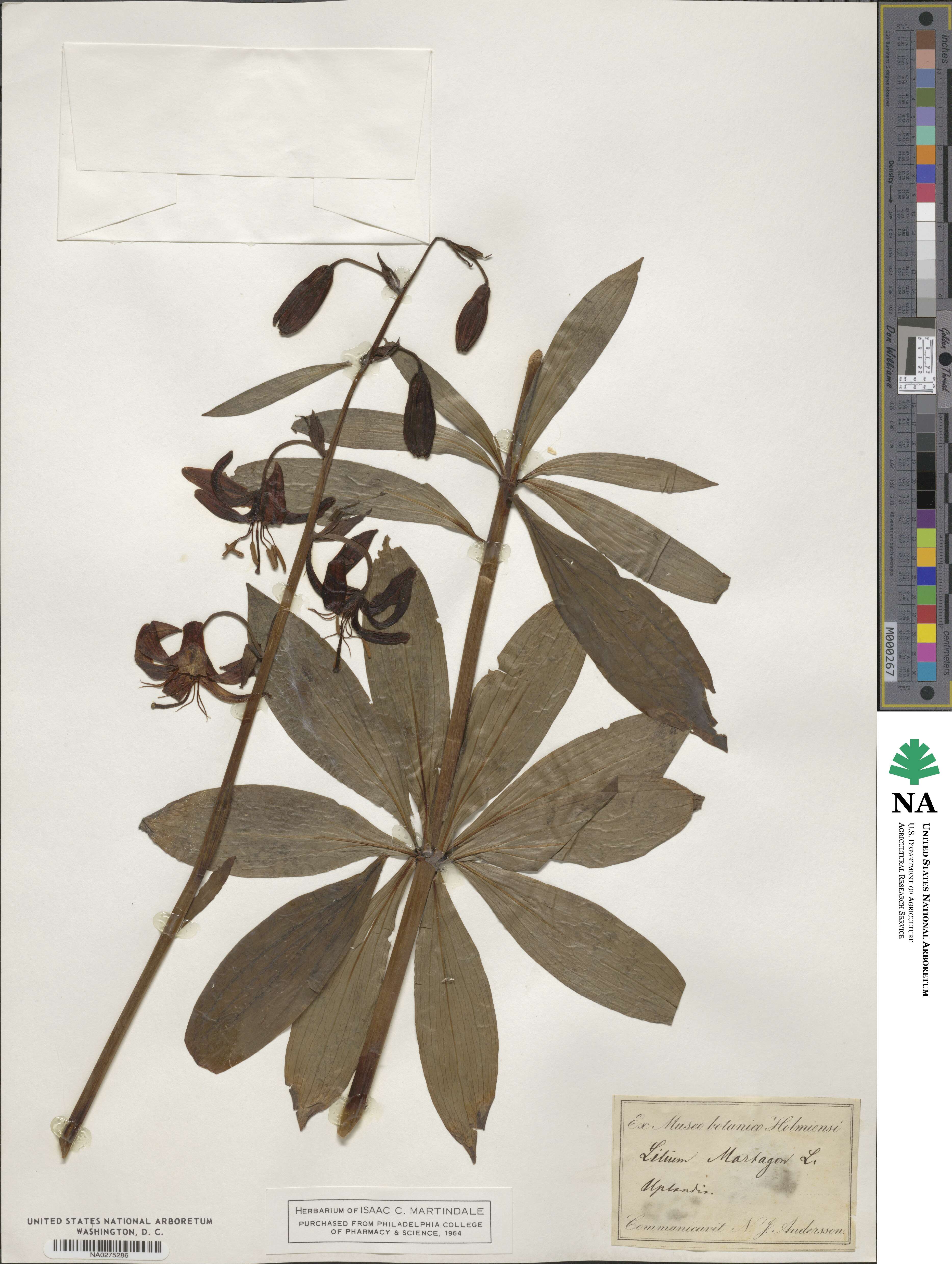 Lilium martagon image