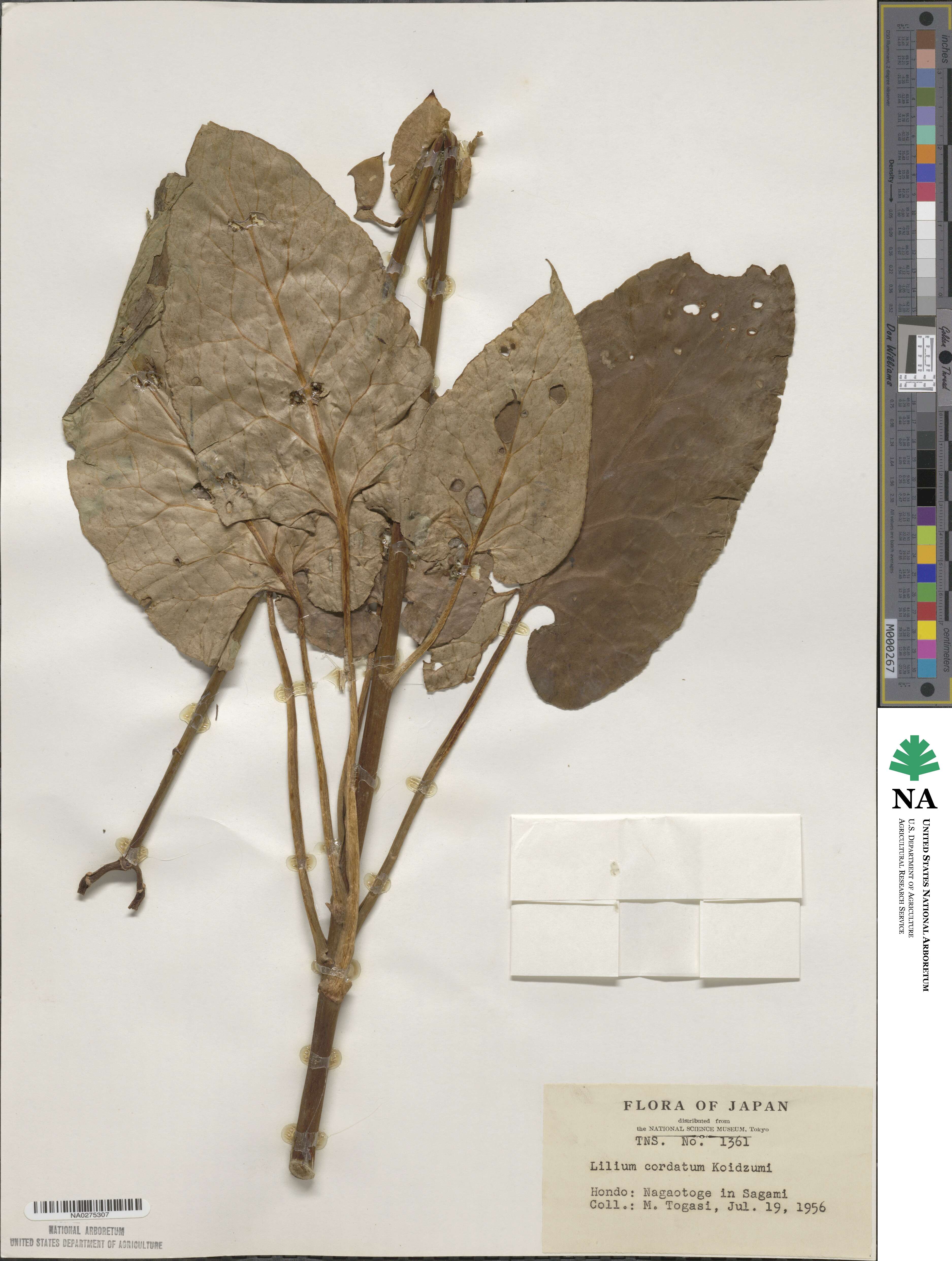 Cardiocrinum cordatum image