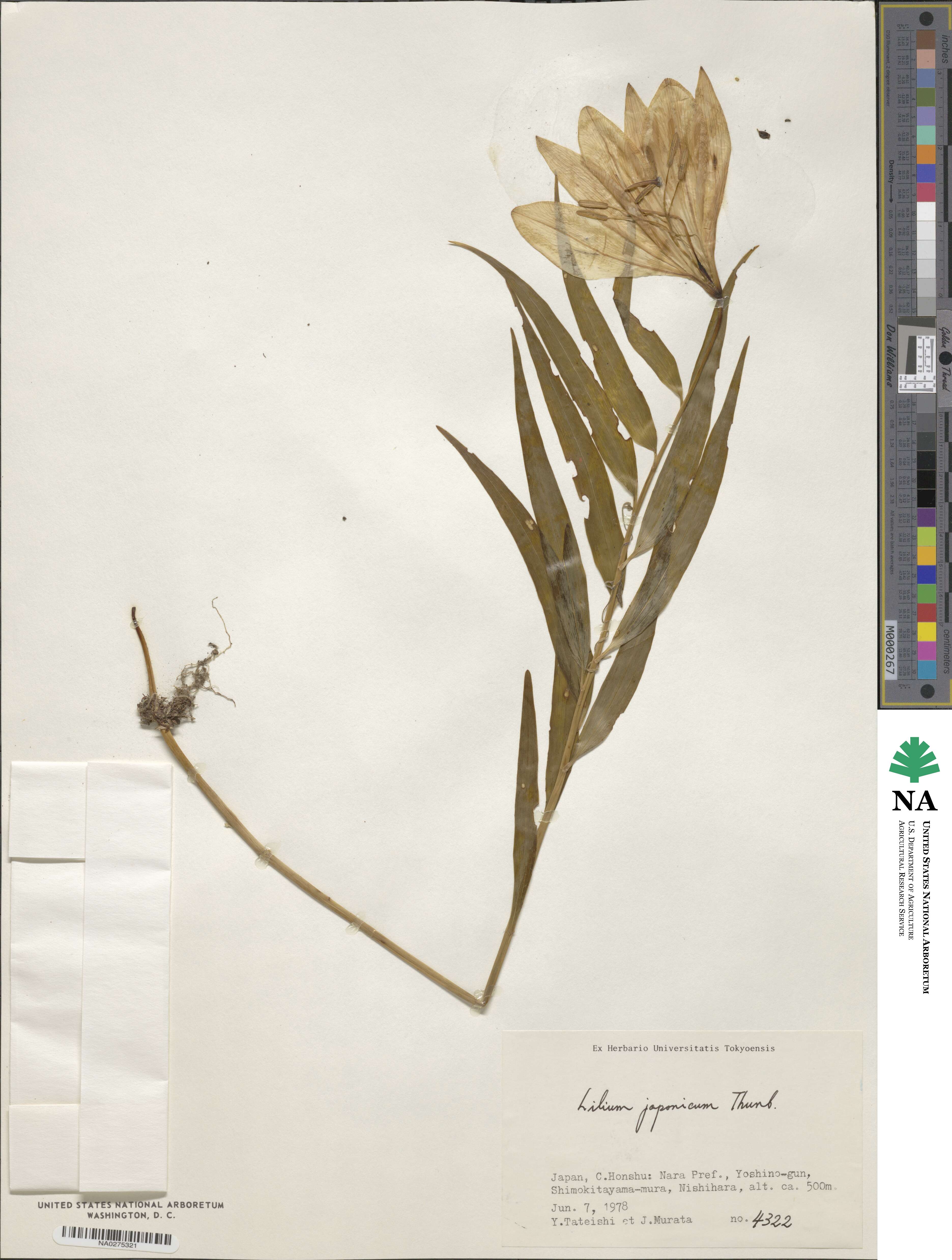 Lilium japonicum image