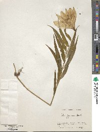 Image of Lilium japonicum