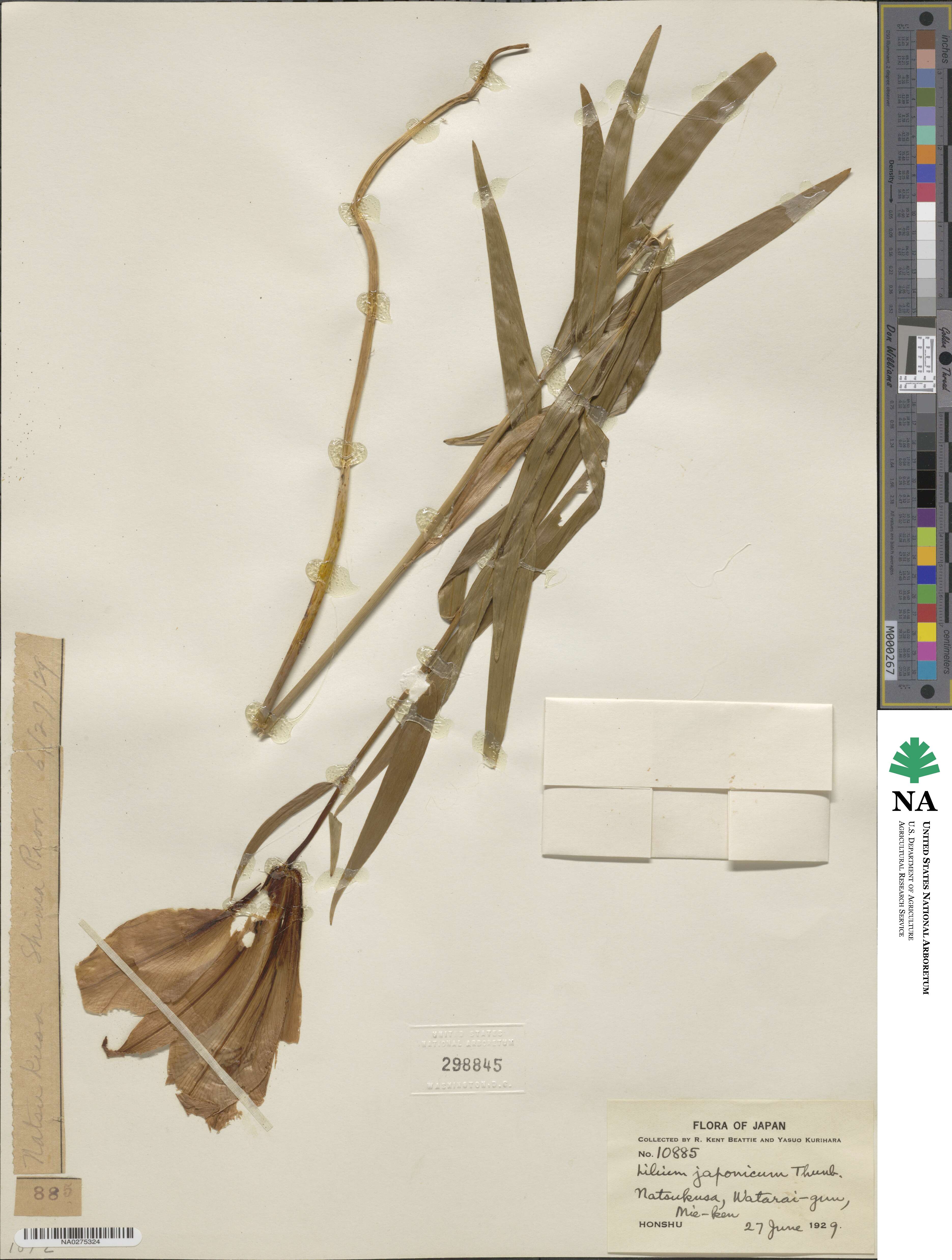Lilium japonicum image