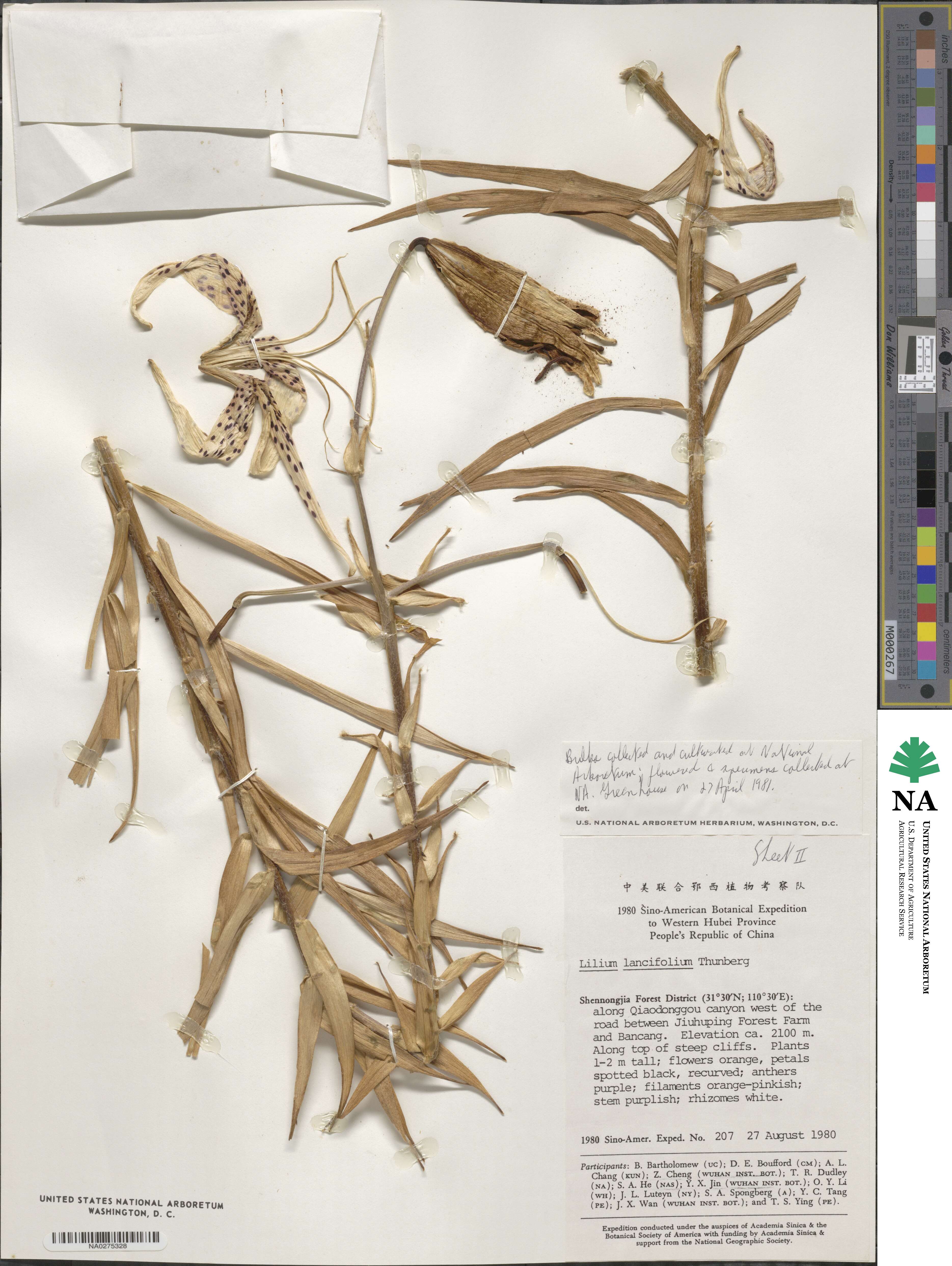 Lilium lancifolium image