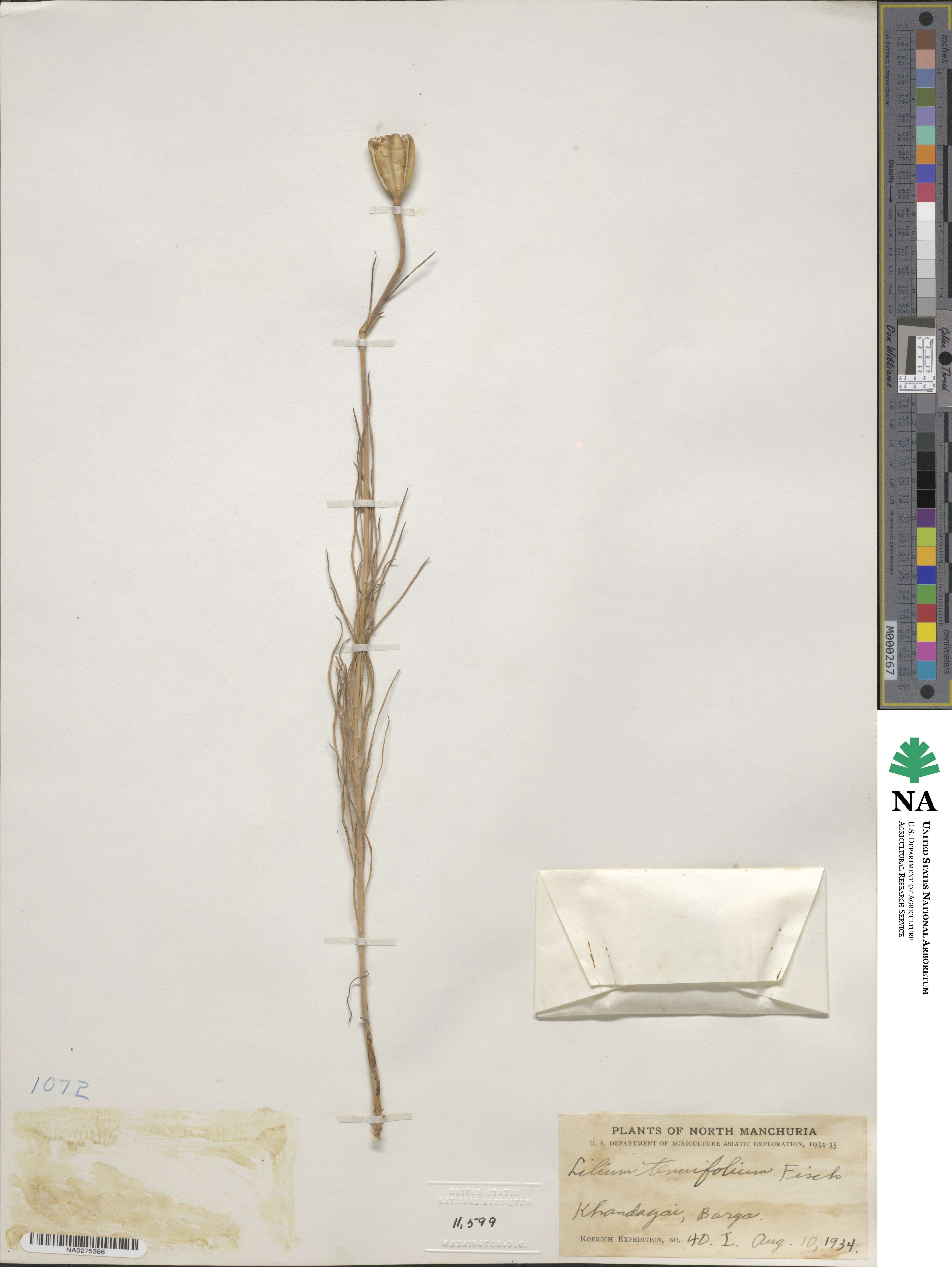 Lilium pumilum image
