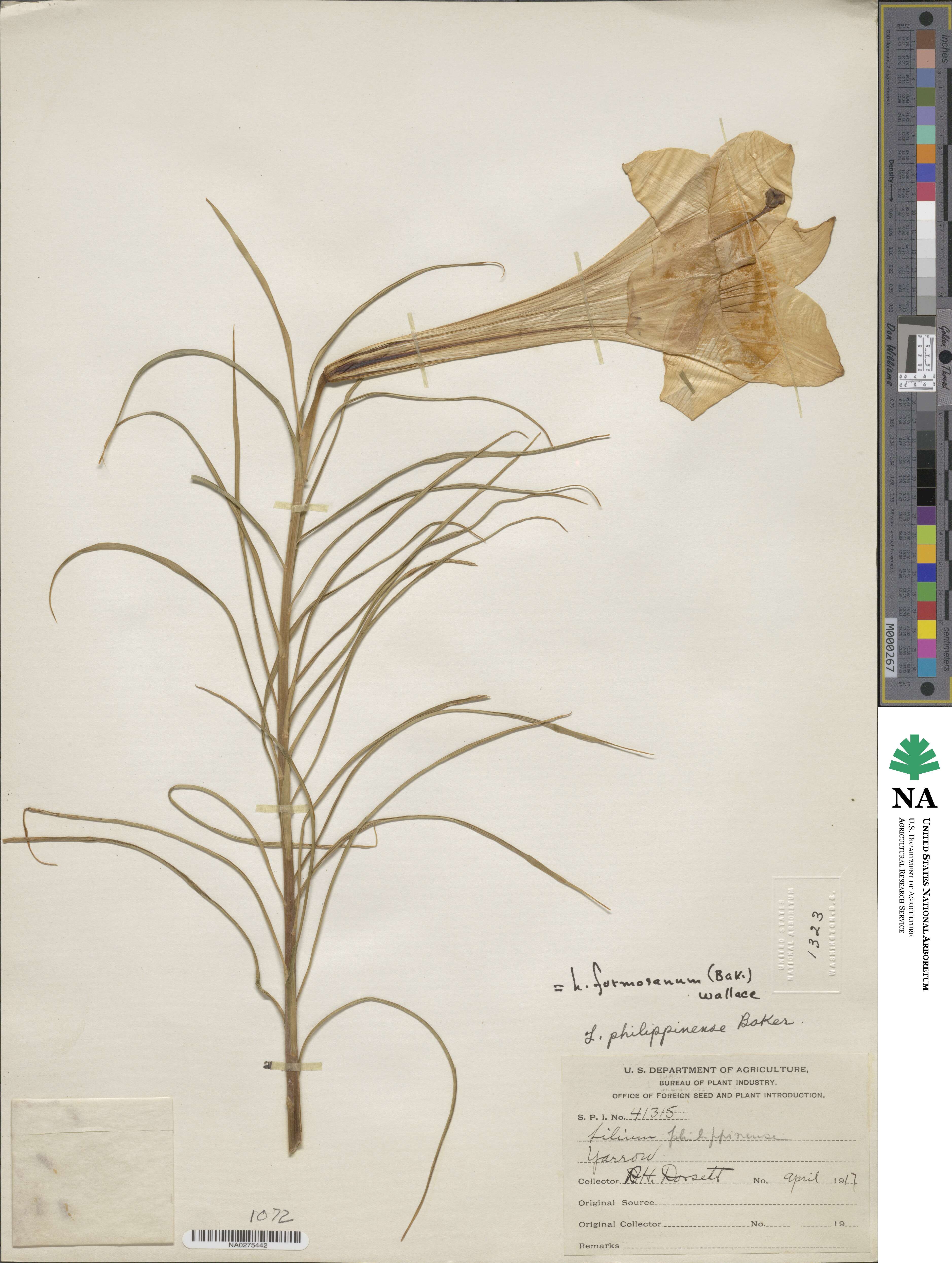 Lilium formosanum image