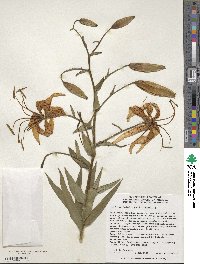 Lilium leichtlinii image