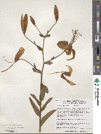 Lilium leichtlinii image