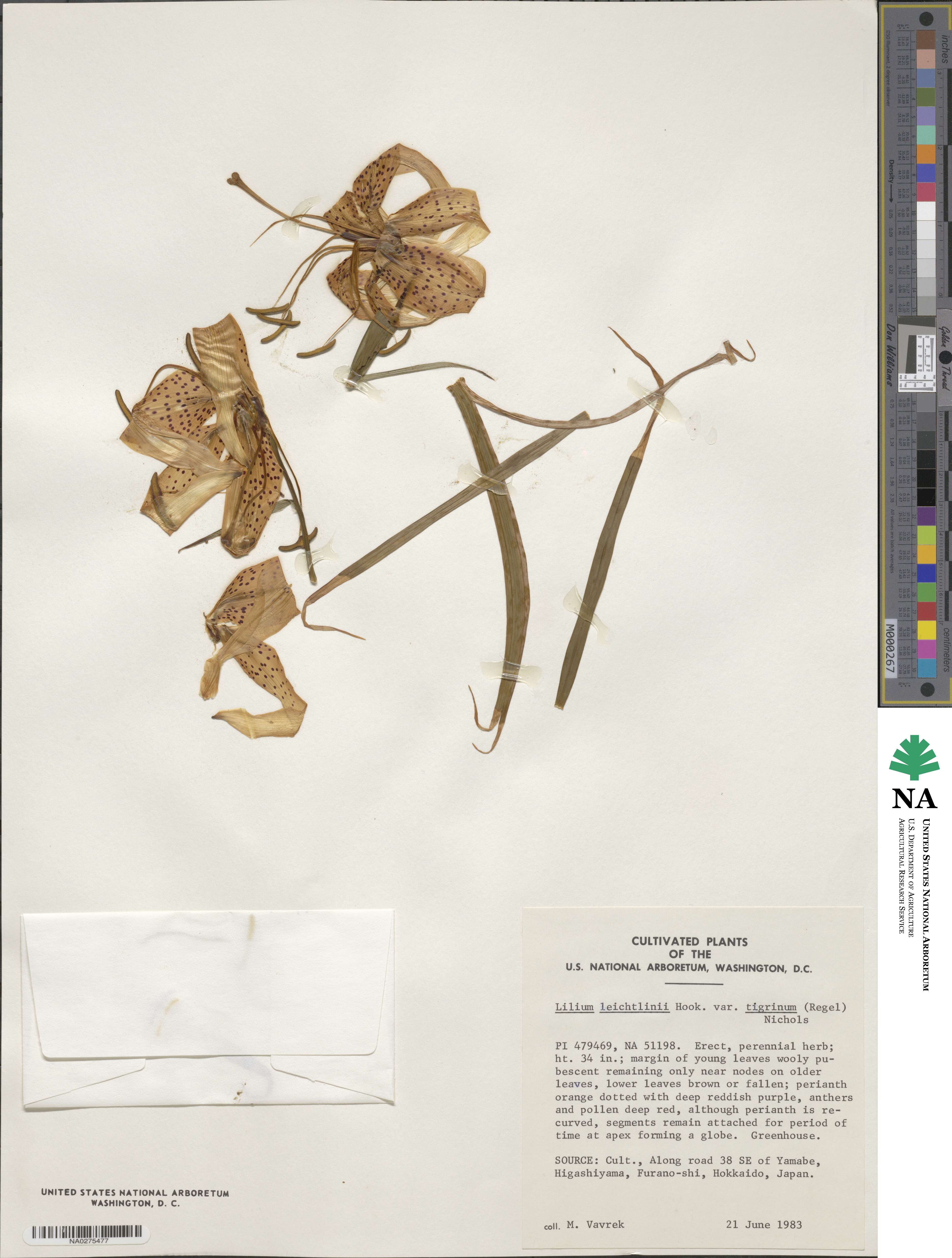 Lilium leichtlinii image
