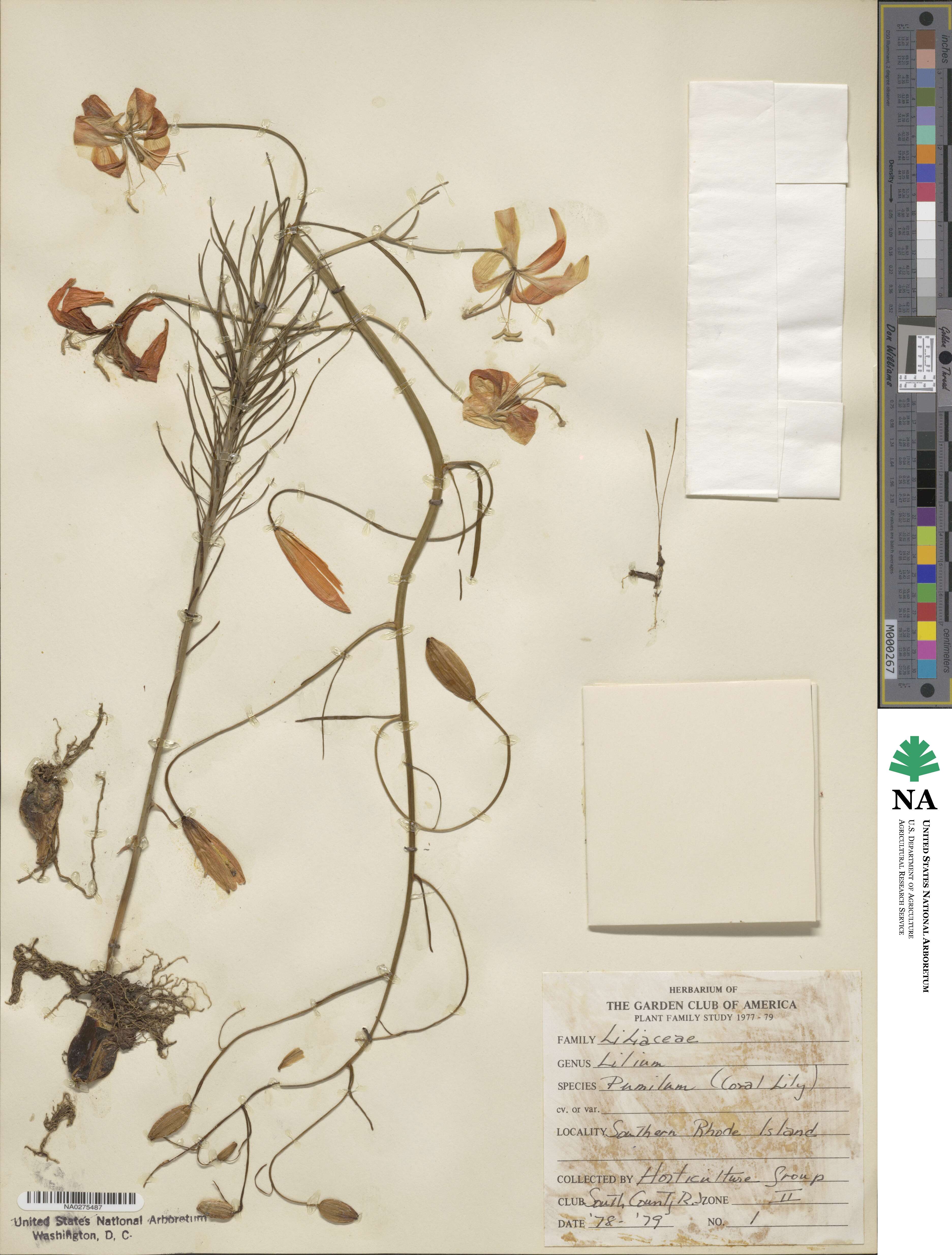 Lilium pumilum image