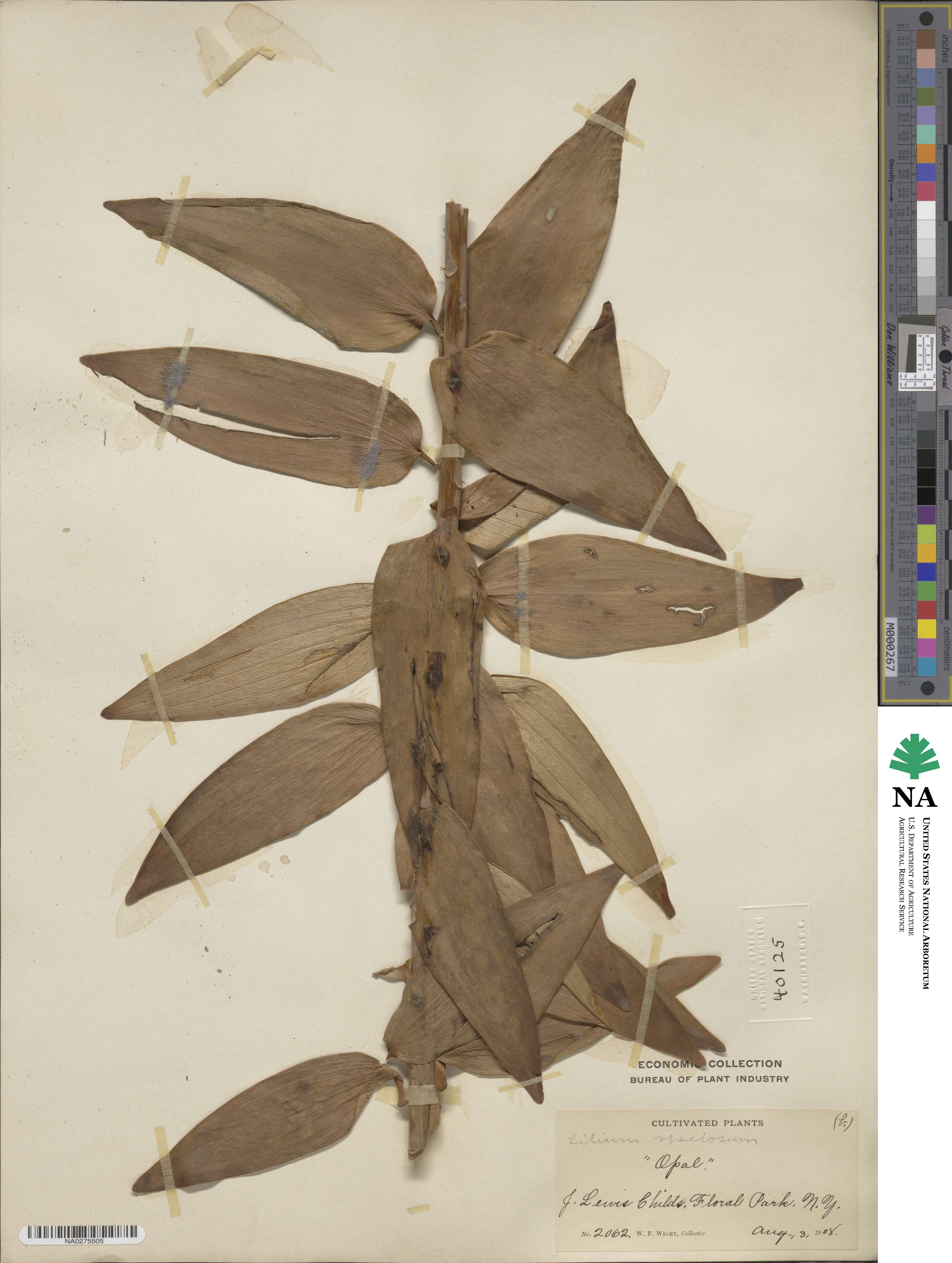 Lilium speciosum image