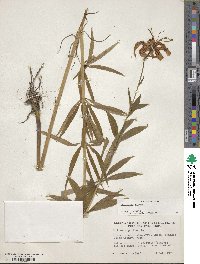 Lilium superbum image