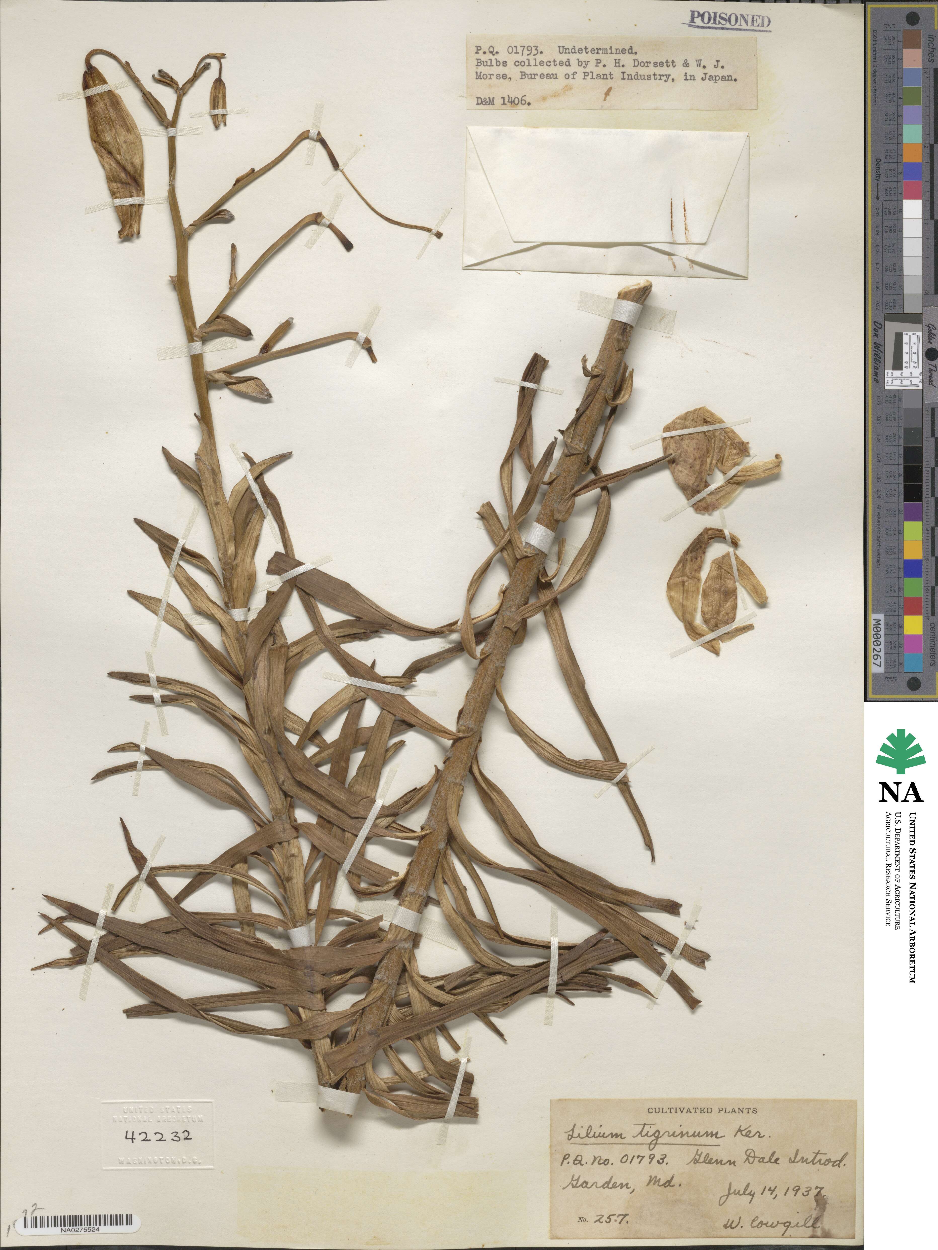 Lilium lancifolium image