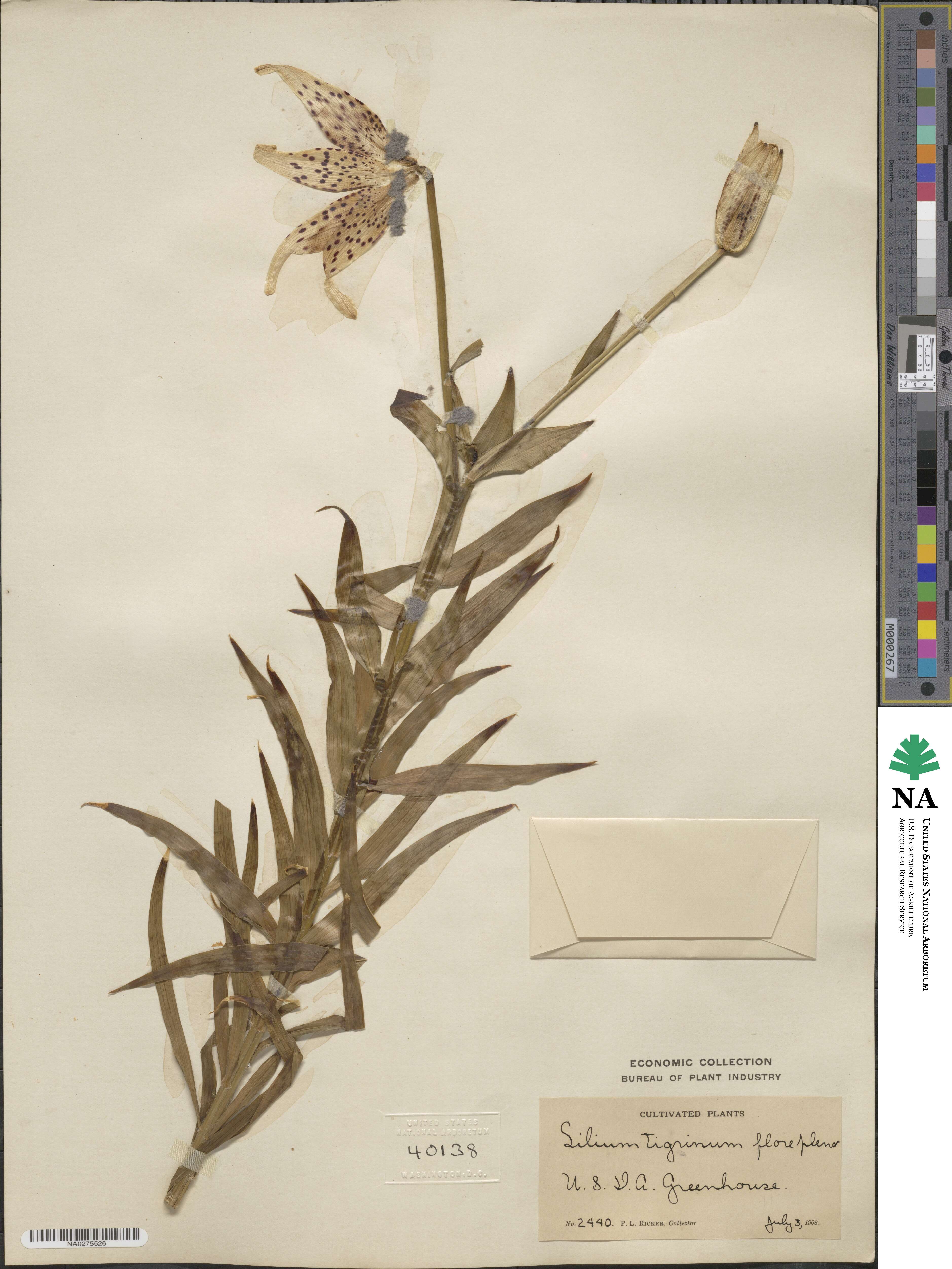 Lilium lancifolium image