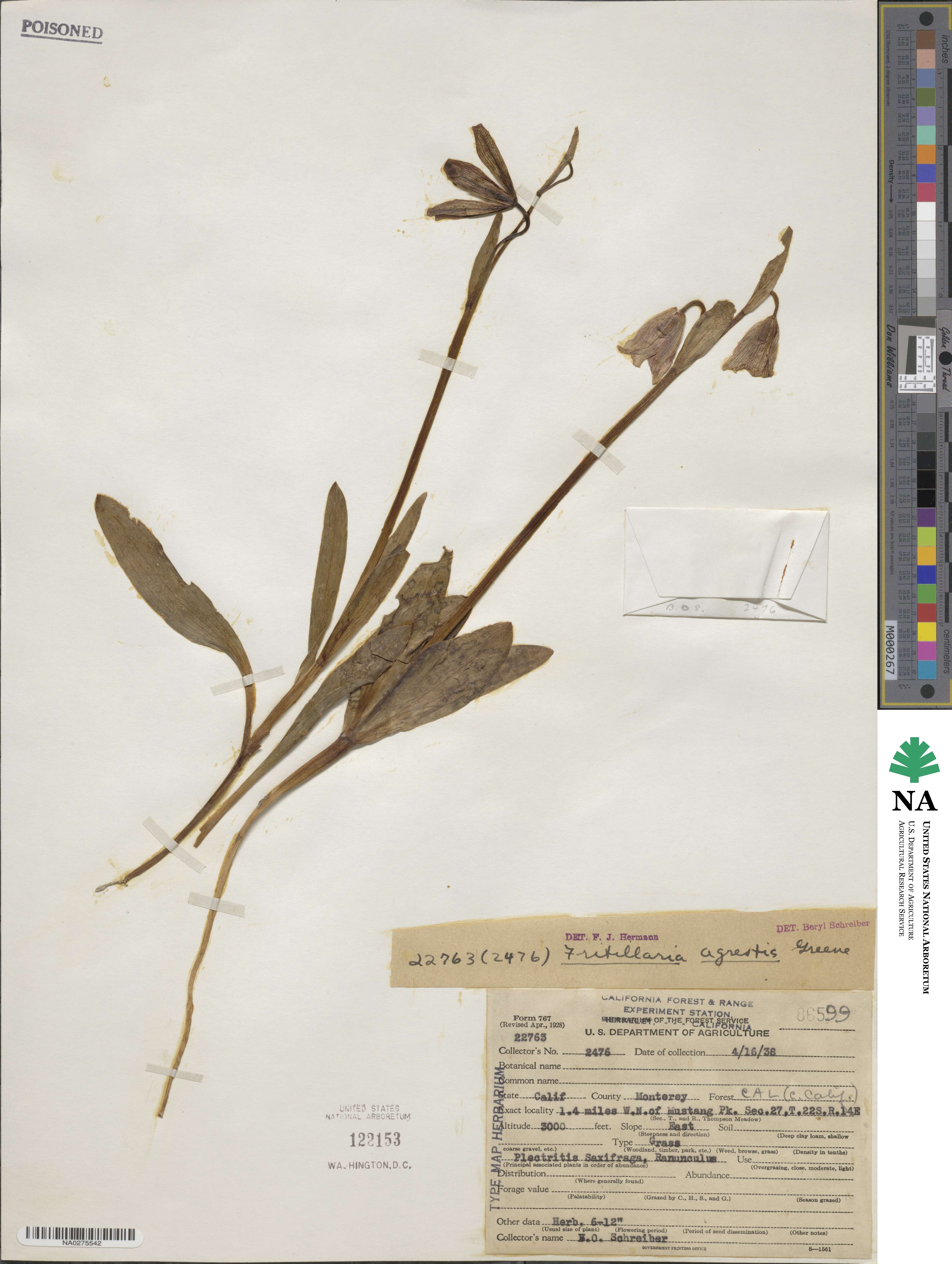 Fritillaria agrestis image